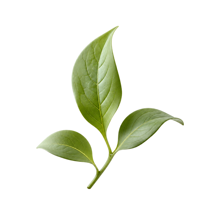 Botanicals